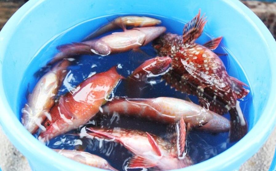 漫韓網(wǎng)濟(jì)州島休閑海釣20.jpg